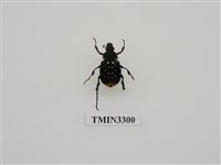 藏品(綠胸長腳花金龜)的圖片